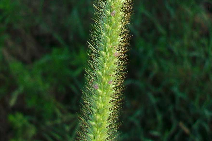 Setaria pumila / Pabbio rossastro