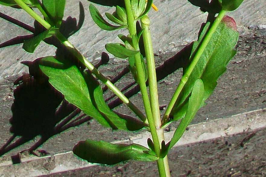 Veronica peregrina in fruttificazione