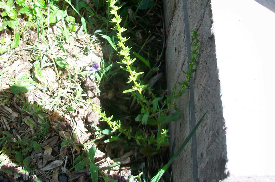 Veronica peregrina in fruttificazione