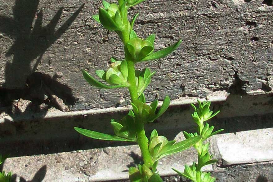 Veronica peregrina in fruttificazione