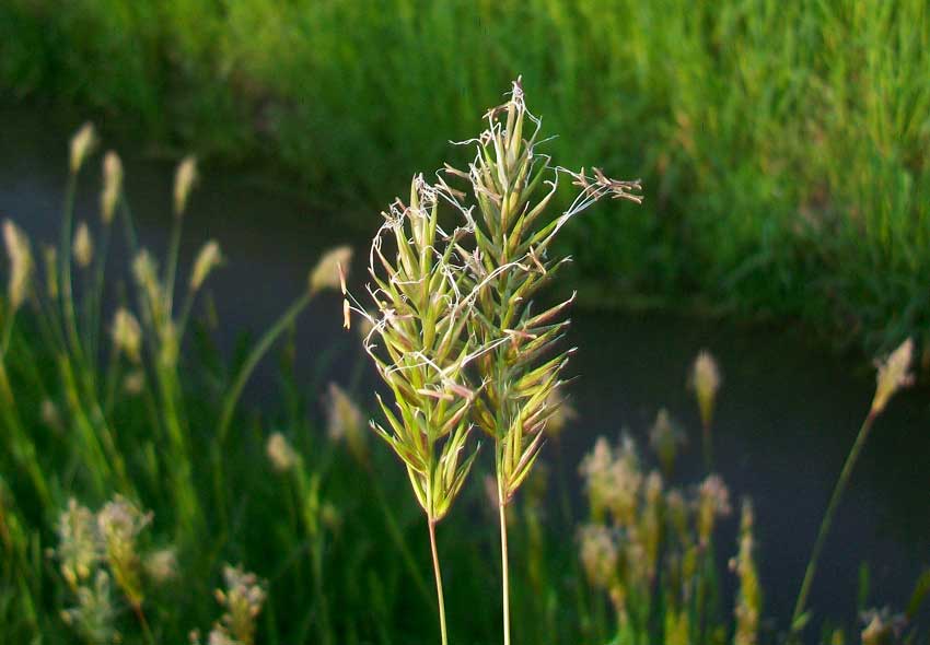 Anthoxanthum odoratum