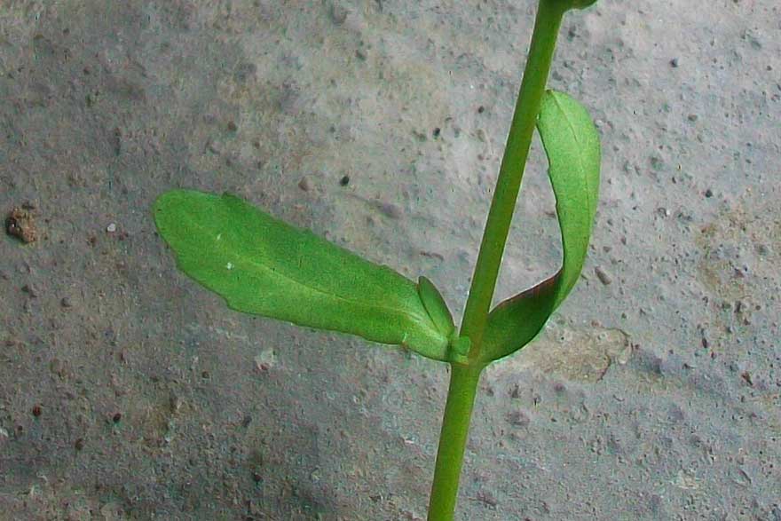 Veronica peregrina in fruttificazione