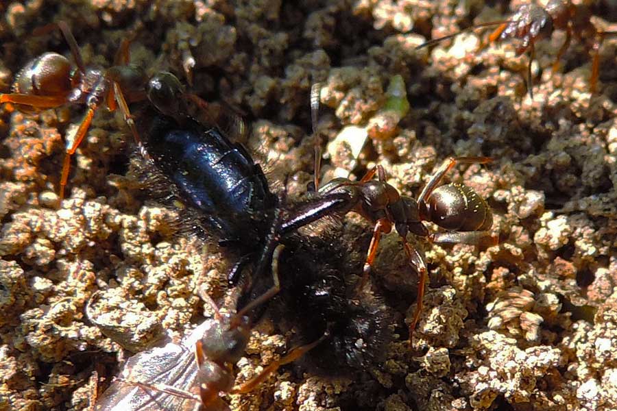 Formica (Serviformica) sp.