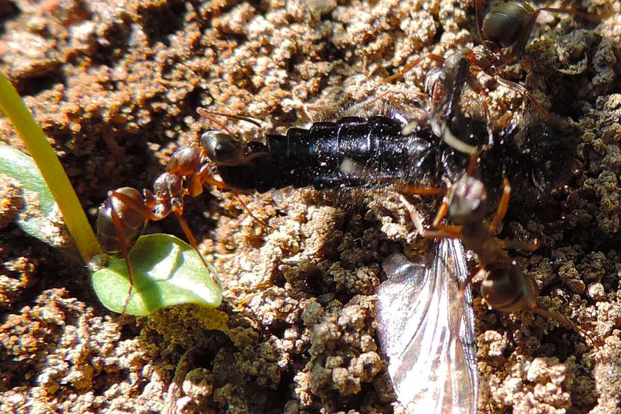 Formica (Serviformica) sp.