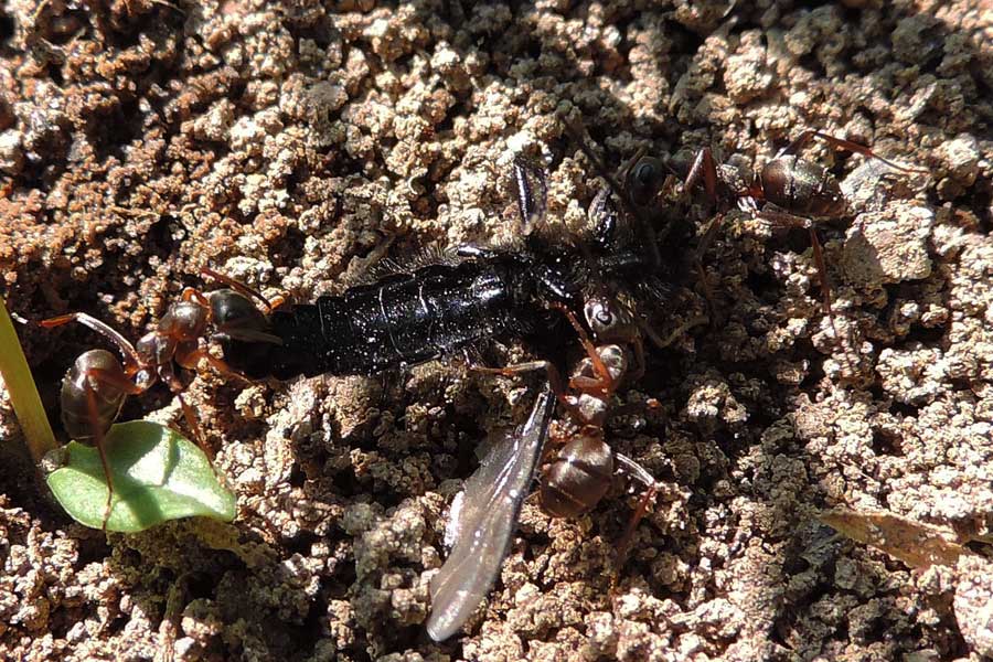 Formica (Serviformica) sp.