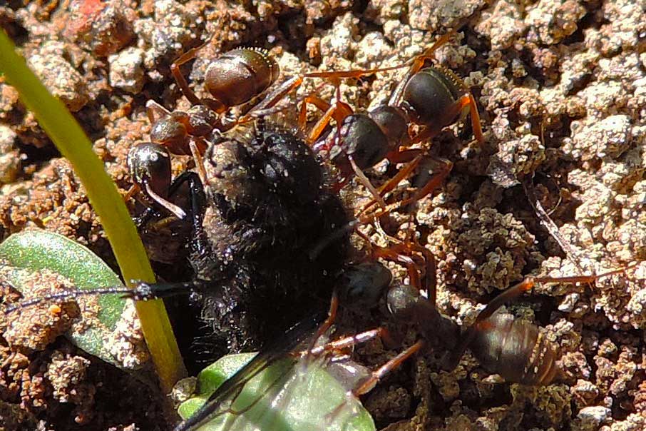 Formica (Serviformica) sp.