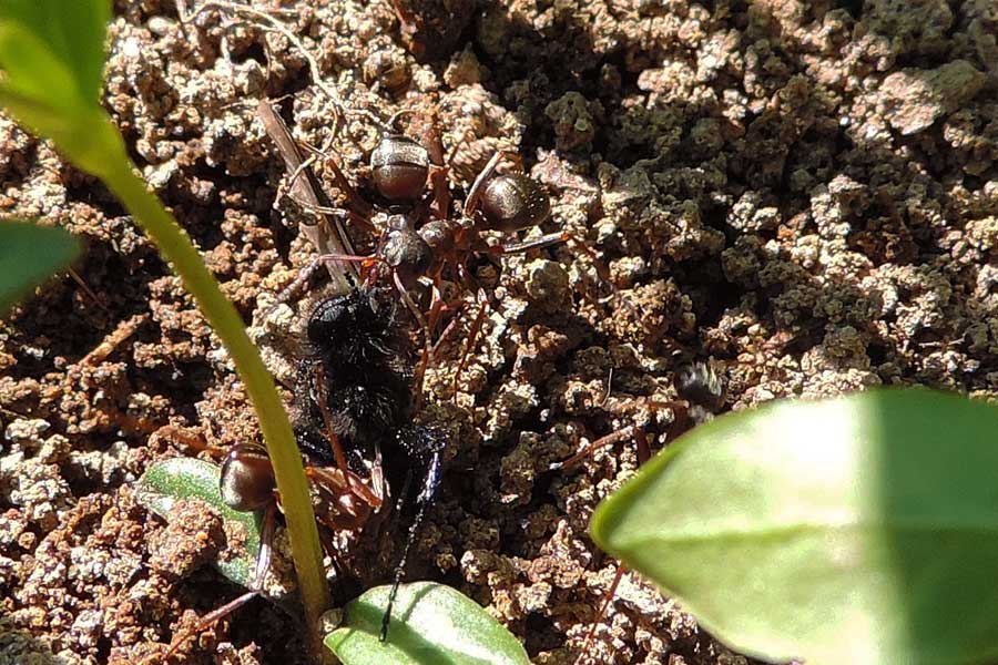 Formica (Serviformica) sp.