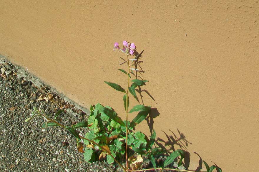 Chamaenerion angustifolium (ex Epilobium angustifolium)