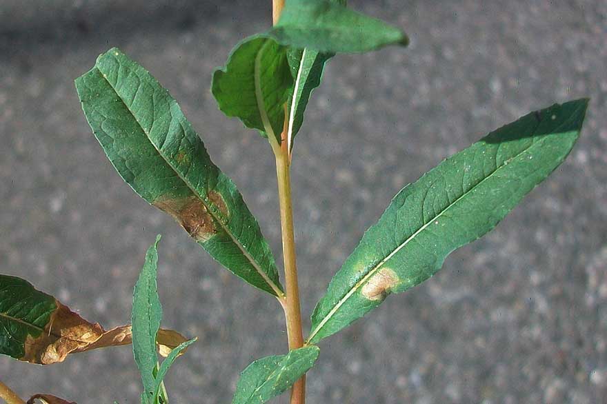 Chamaenerion angustifolium (ex Epilobium angustifolium)