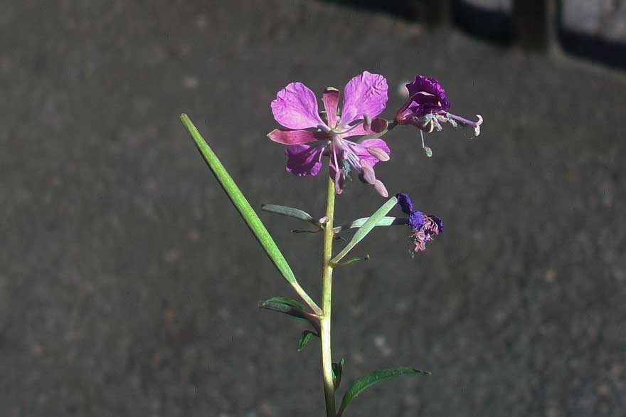 Chamaenerion angustifolium (ex Epilobium angustifolium)