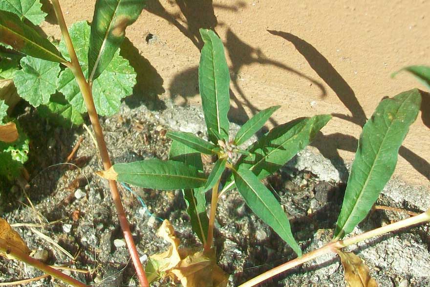 Chamaenerion angustifolium (ex Epilobium angustifolium)