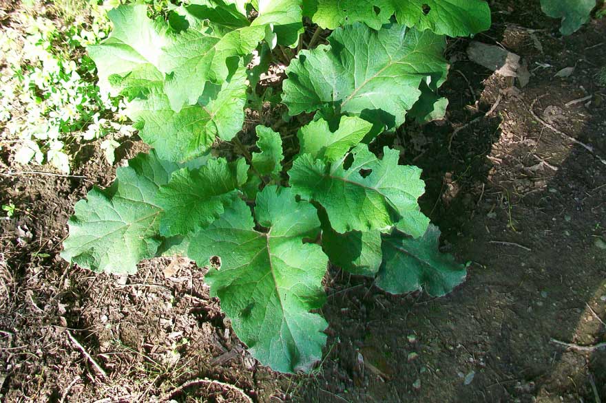 Foglie molto grosse - Arctium sp.