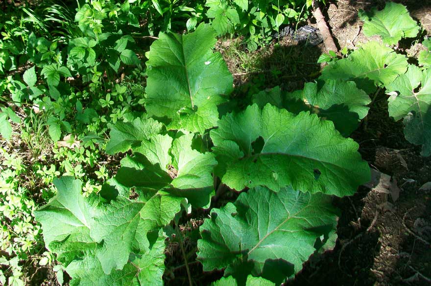 Foglie molto grosse - Arctium sp.