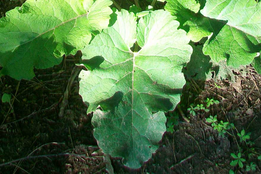 Foglie molto grosse - Arctium sp.