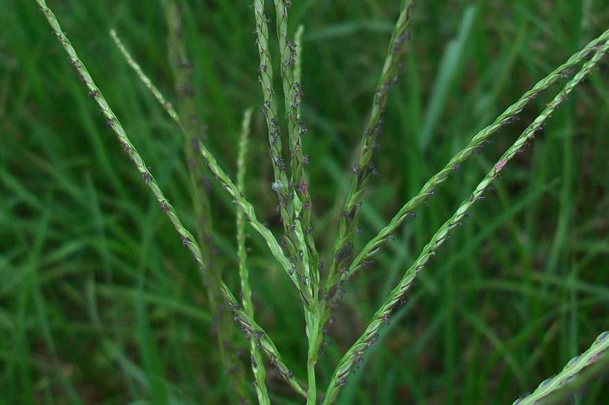 Digitaria sanguinalis / Sanguinella comune