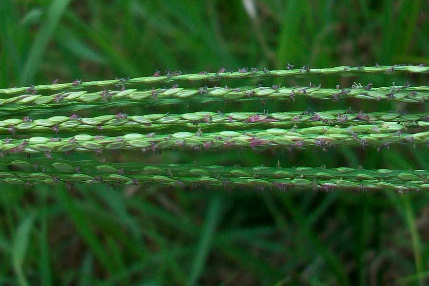 Digitaria sanguinalis / Sanguinella comune