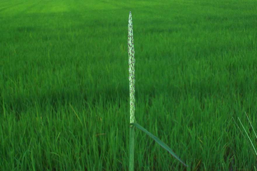 Digitaria sanguinalis / Sanguinella comune