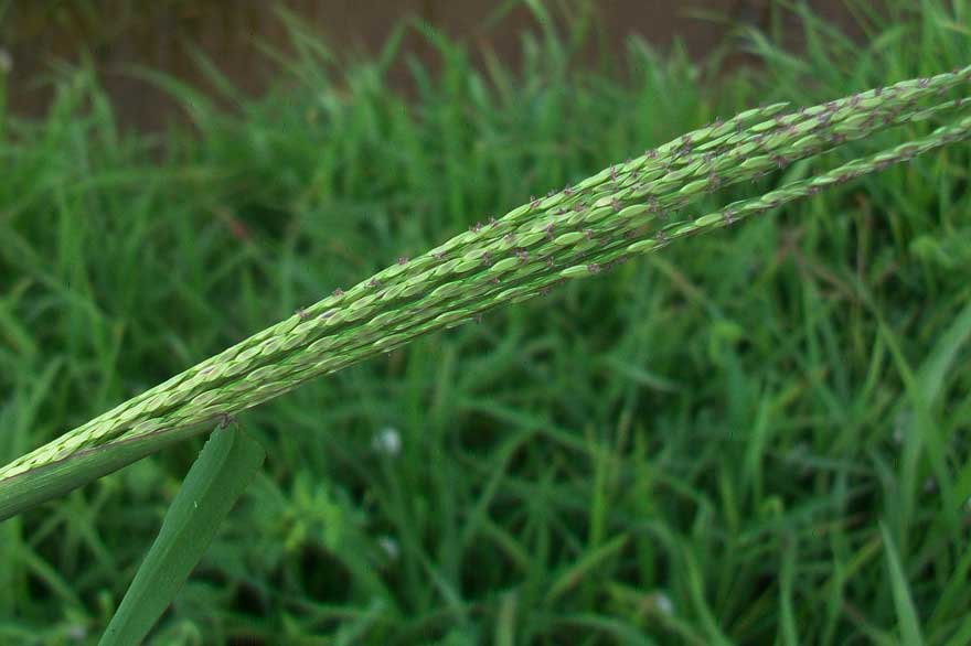 Digitaria sanguinalis / Sanguinella comune