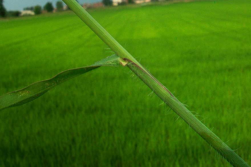 Digitaria sanguinalis / Sanguinella comune