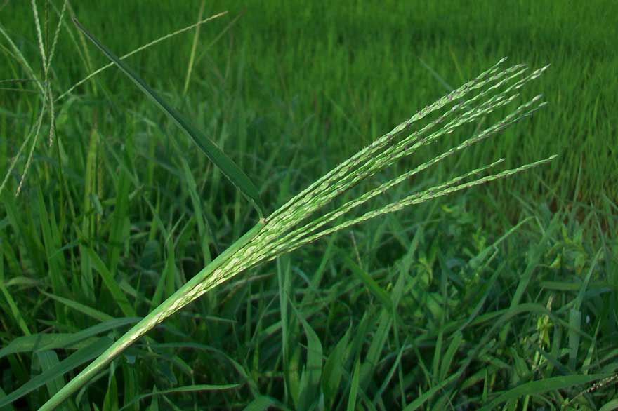 Digitaria sanguinalis / Sanguinella comune