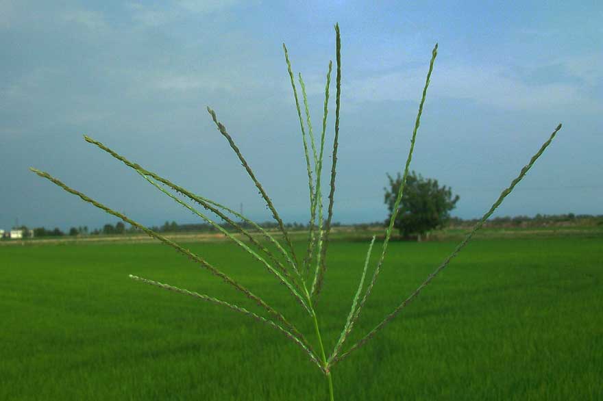 Digitaria sanguinalis / Sanguinella comune