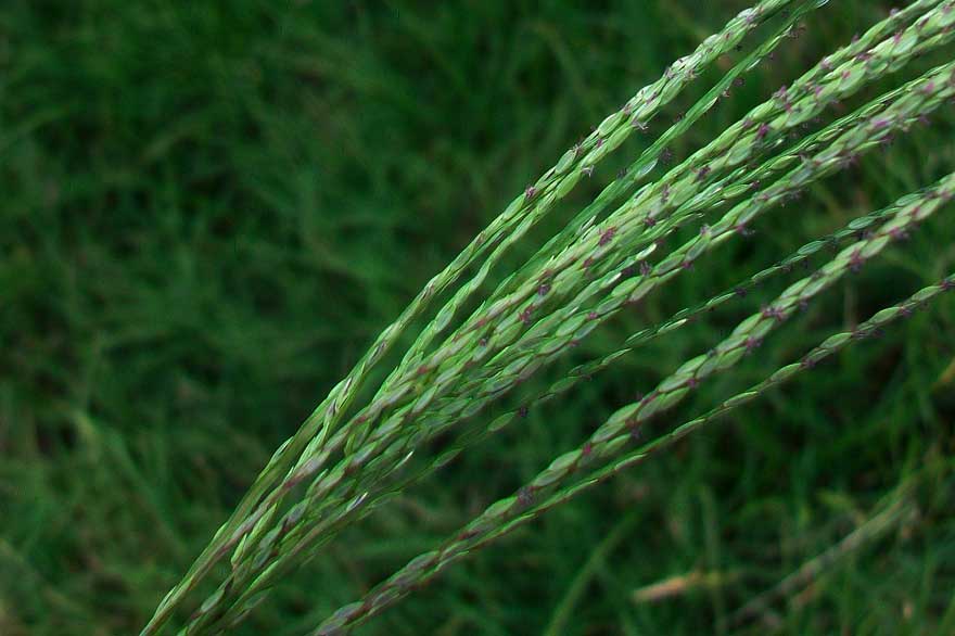 Digitaria sanguinalis / Sanguinella comune