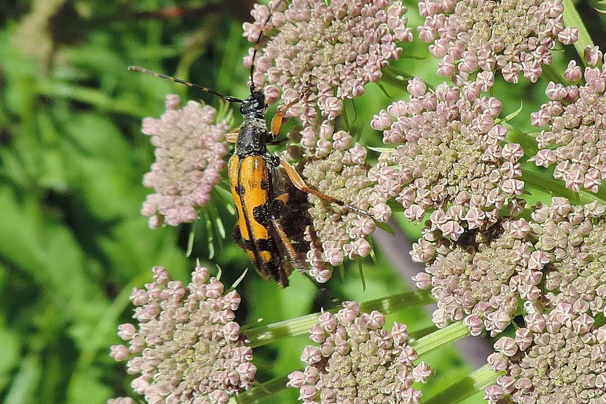 Cerambycidae da identificare- Rutpela maculata ssp. maculata