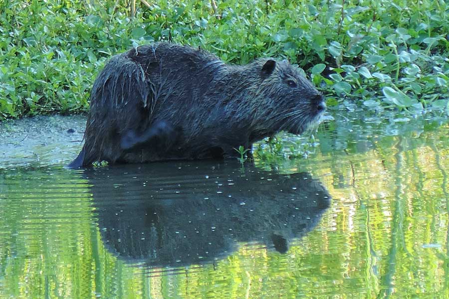 Nutria - Torrente Agogna (NO)