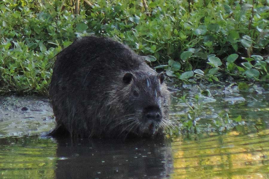 Nutria - Torrente Agogna (NO)