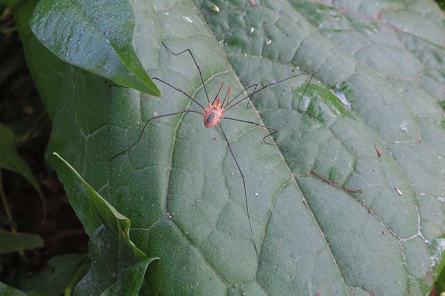 Da identificare: Phalangium opilio