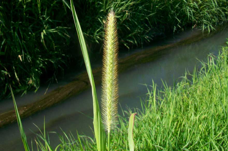 Da determinare - Setaria sp.