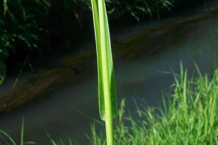 Da determinare - Setaria sp.