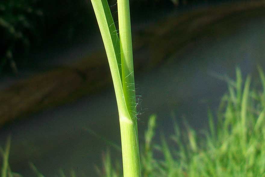 Da determinare - Setaria sp.