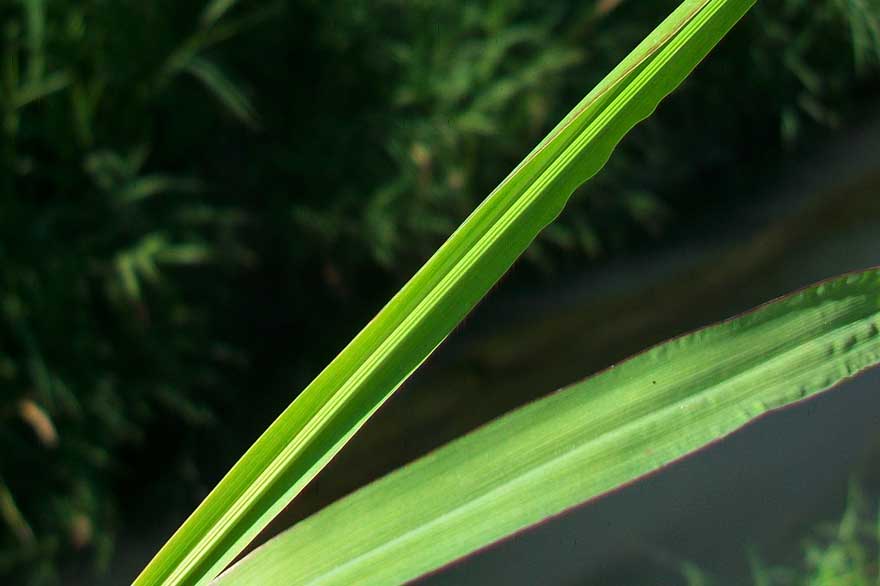 Da determinare - Setaria sp.