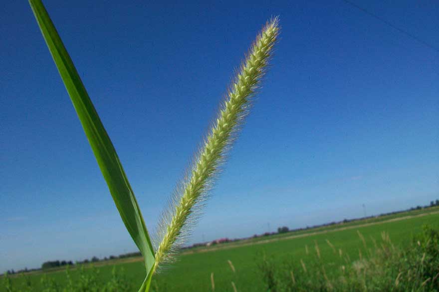 Da determinare - Setaria sp.