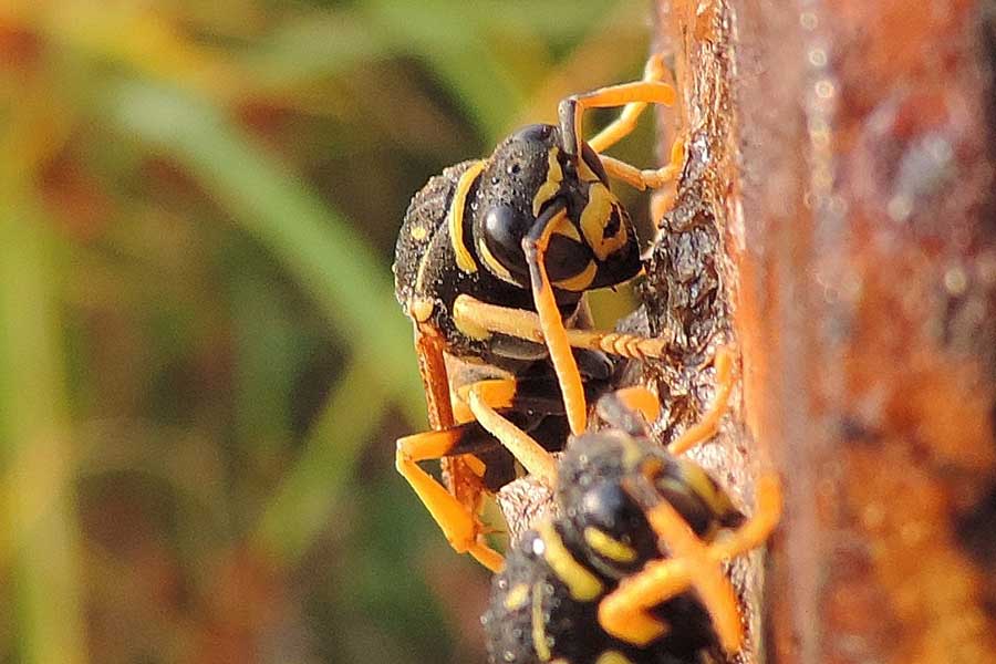 femmine svernanti di Polistes dominulus