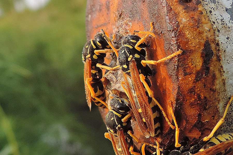 femmine svernanti di Polistes dominulus