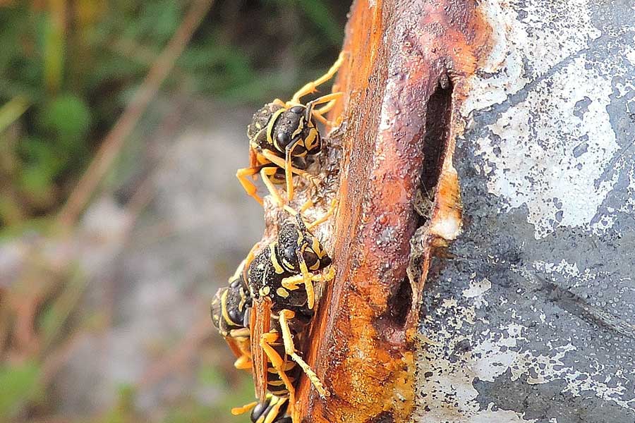 femmine svernanti di Polistes dominulus