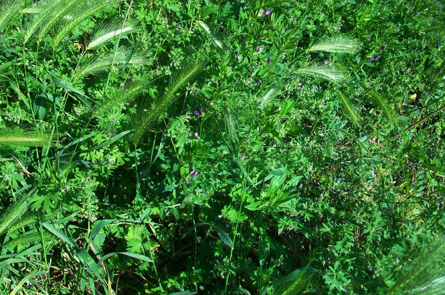 Vicia sativa