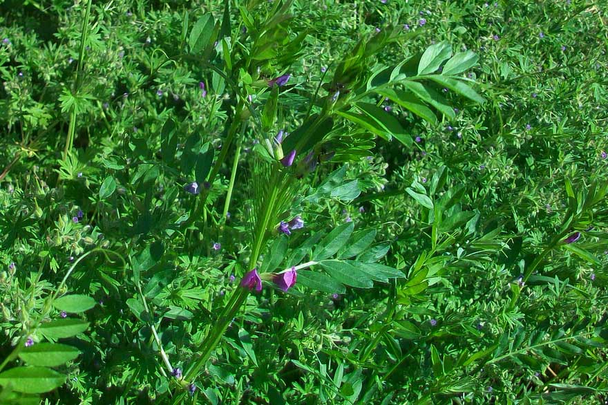 Vicia sativa