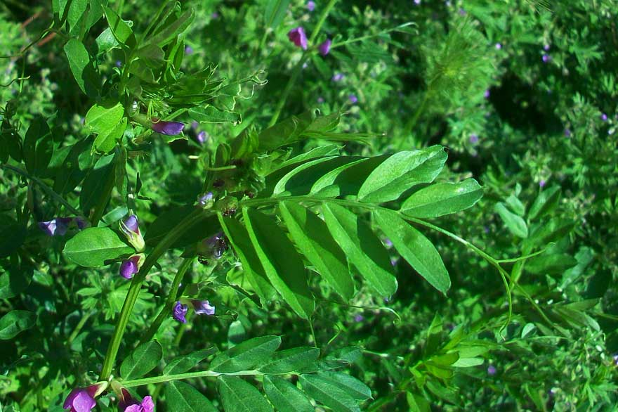 Vicia sativa