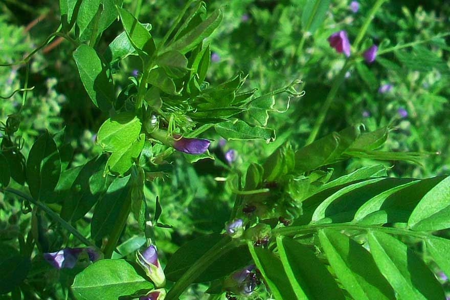 Vicia sativa