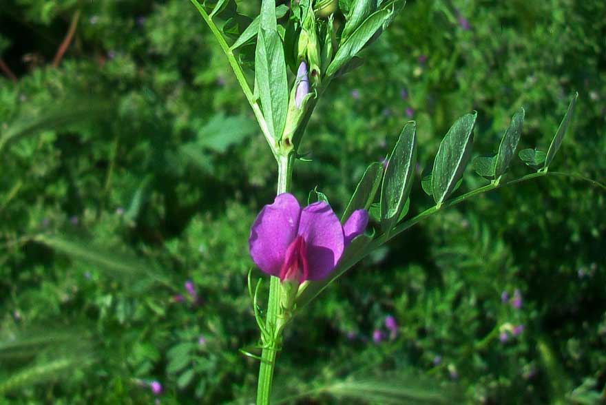 Vicia sativa