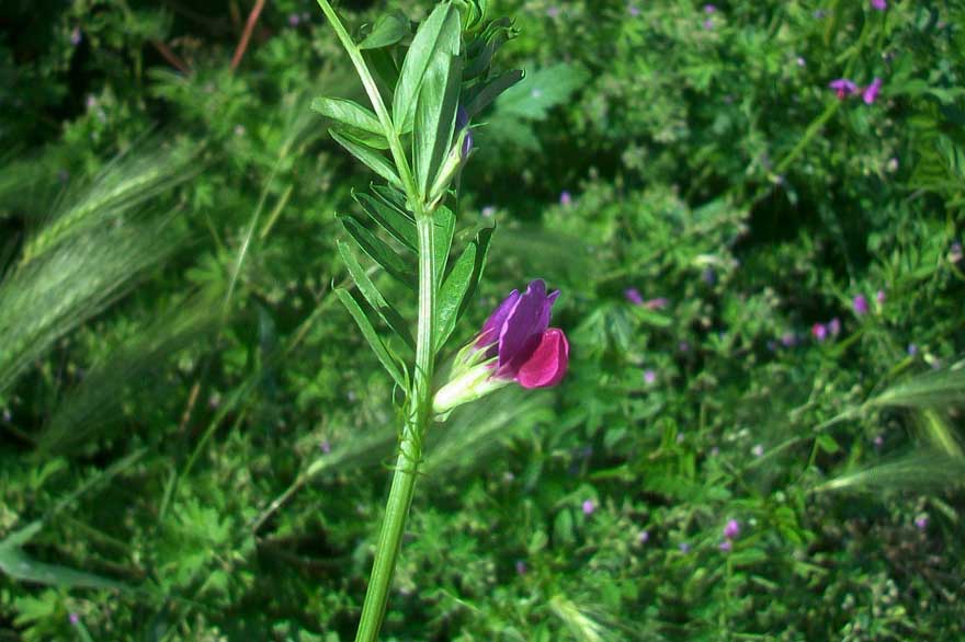 Vicia sativa