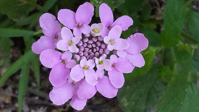 fiore - Iberis sp.