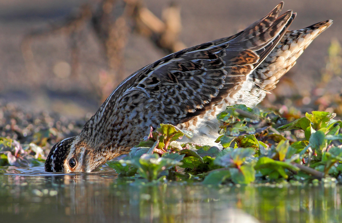 Beccaccino (Gallinago gallinago)