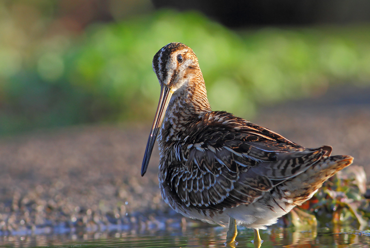 Beccaccino (Gallinago gallinago)