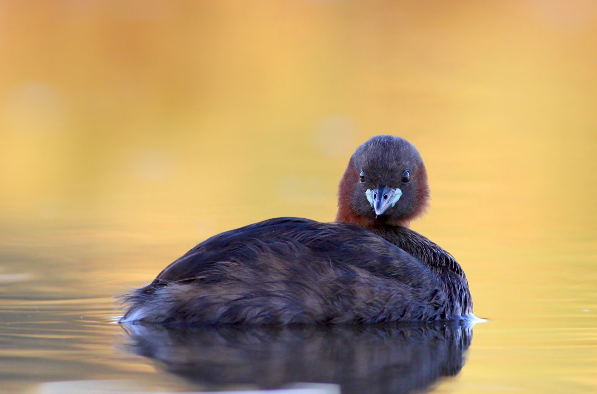 Tuffetto (Tachybaptus ruficollis)