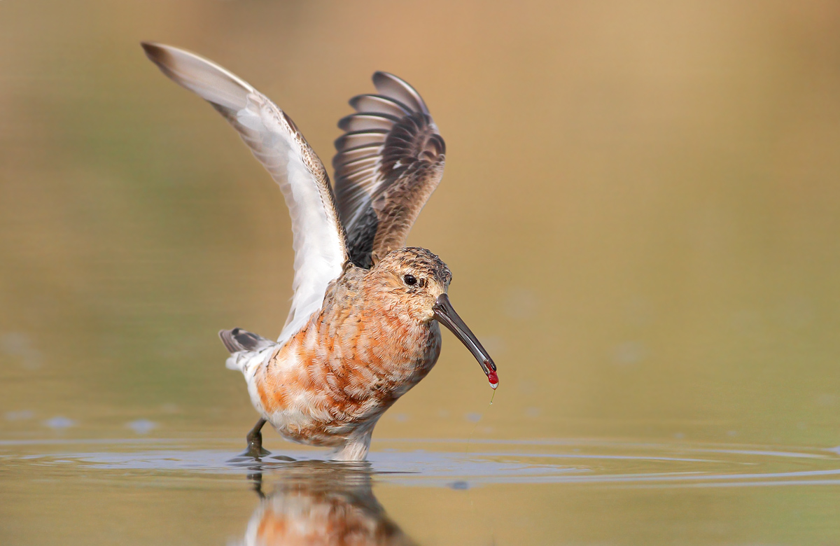 Piovanello (Calidris ferruginea)