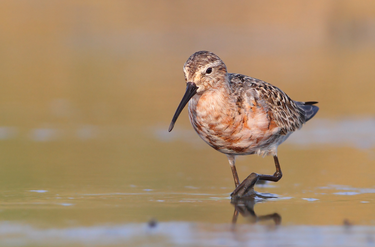 Piovanello (Calidris ferruginea)